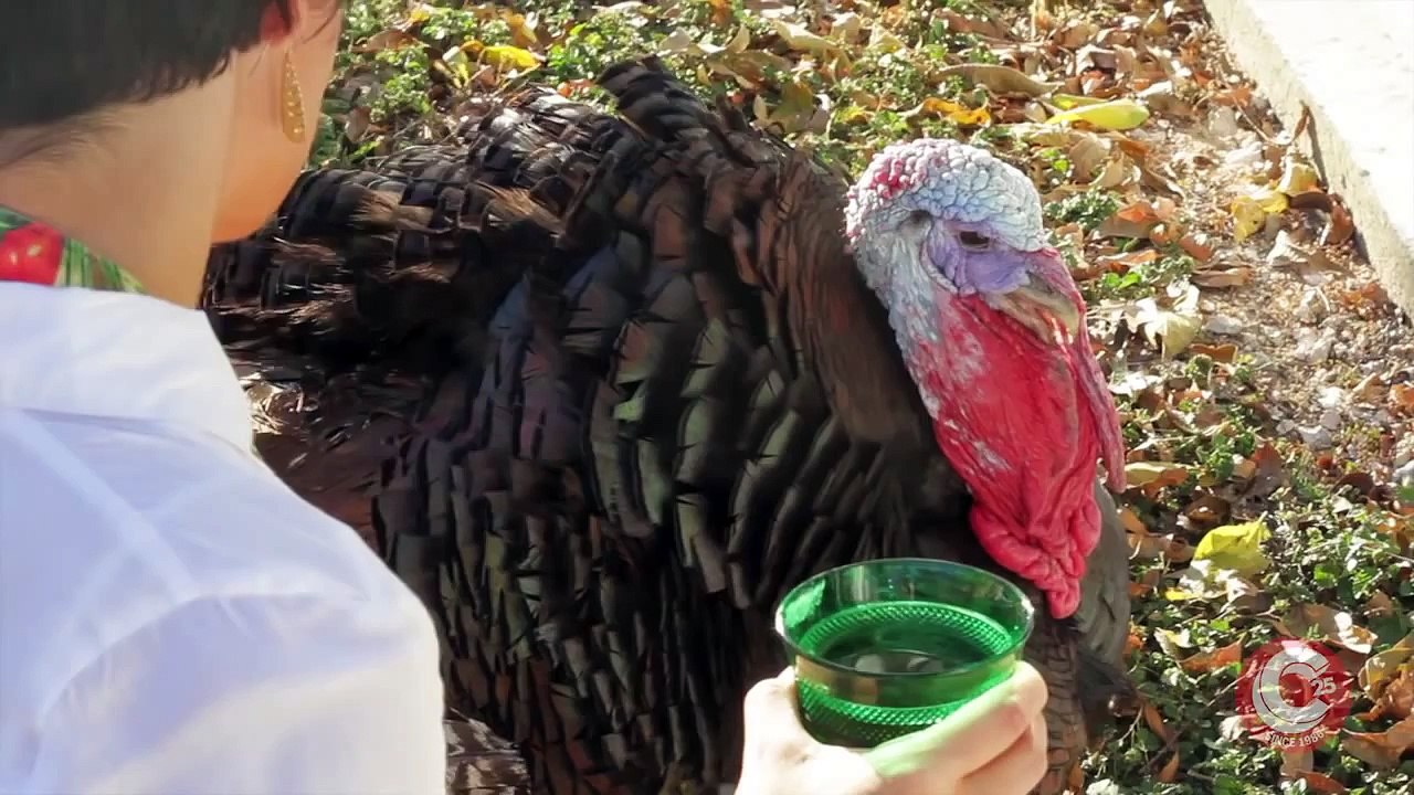 SA Current Turkey Liberation photo shoot