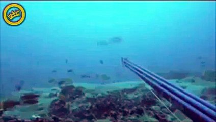 Adamın zıpkınla vurduğu balığı başka balık gelip elinden alıyor