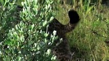 Wild Animals  Iberian Lynx - Planet Doc Full Documentaries