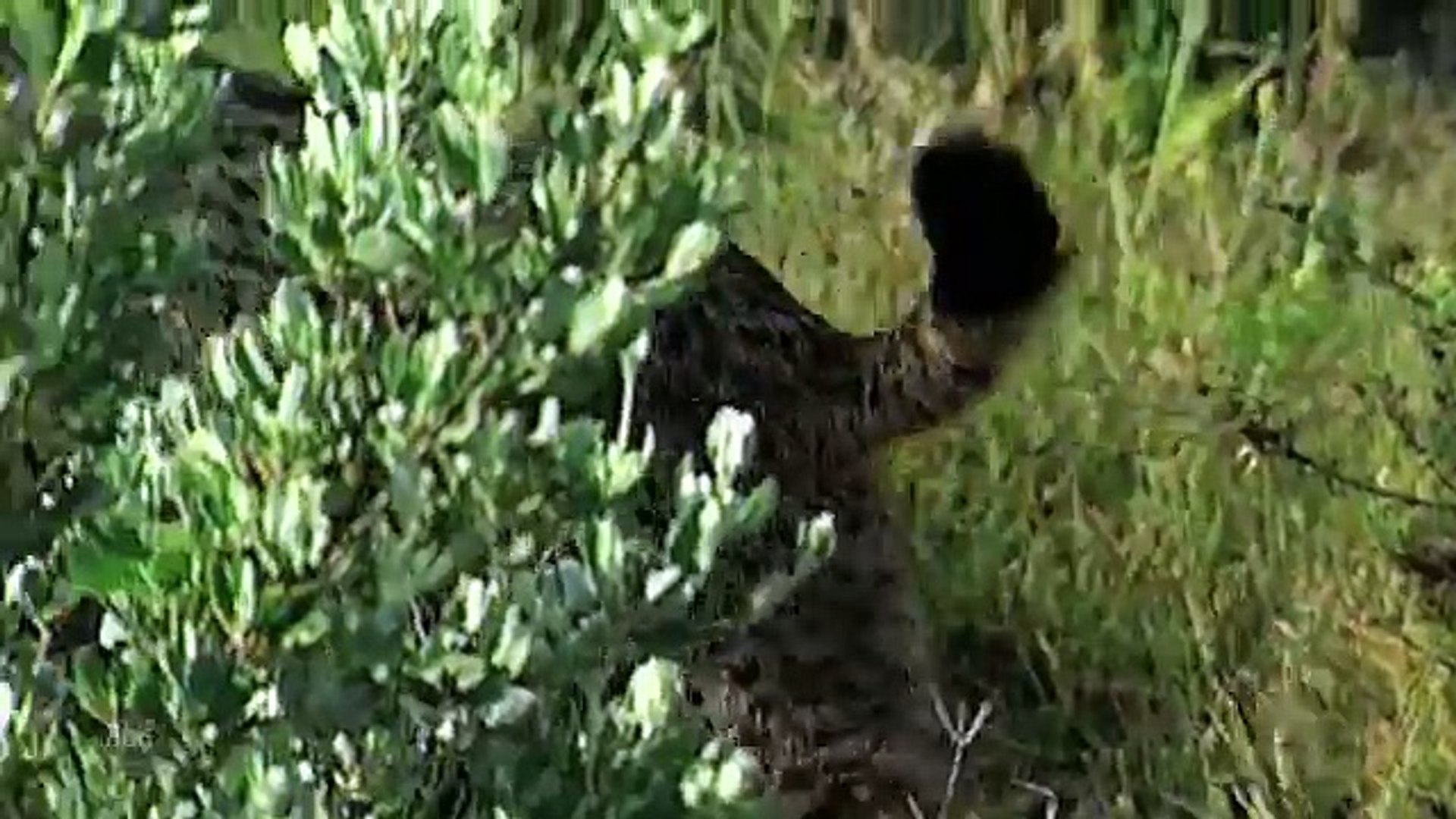 ⁣Wild Animals  Iberian Lynx - Planet Doc Full Documentaries