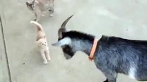 Hitting Goat vs Poor Kitten