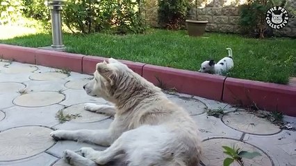 Alpha-Pets--Funny-Animal-Compilation-cats-best-funny-2016