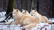 Des loups arctiques hurlent en trio