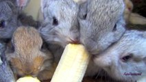 Des petits lapins qui dévorent une banane