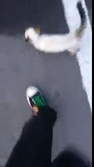 Cette adorable petite chatte a choisi elle-même son humain dans un parc ! Et depuis, elle ne le quitte plus !