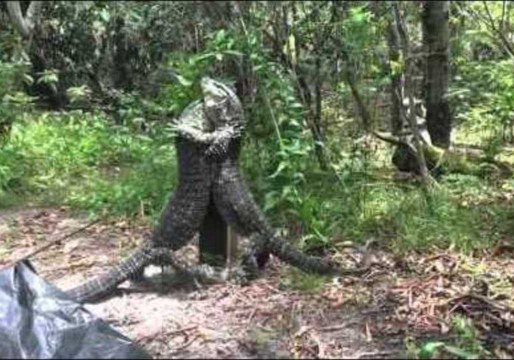 Two Lizards Do Battle in Australian Bush