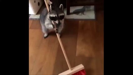 Un raton laveur qui porte bien son nom