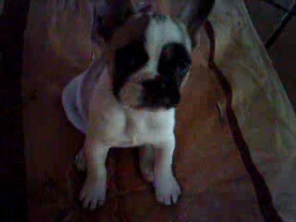 Cassie, Primela, Upsa