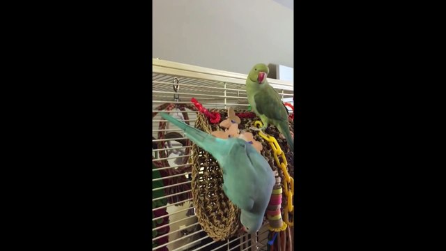 Des perruches frère et soeur se font des bisous. Tellement mignon