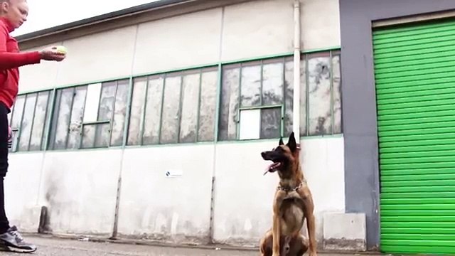 Rottweiler Vs Berger Belge Malinois