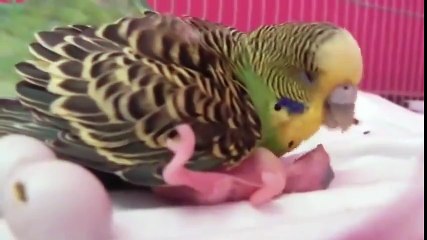 Parrot take care her babies