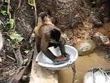 Funny And Amezing Video a worker monkey Very Funny And Amezing