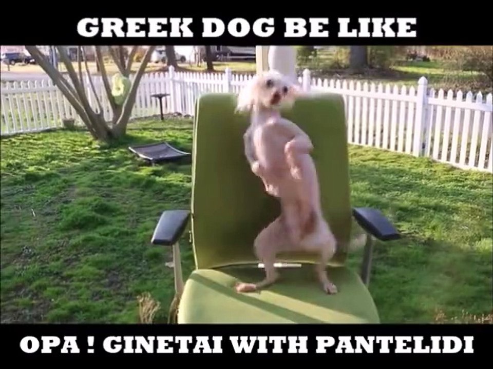 Dancing dog