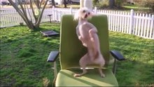Dancing dog