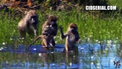 View the miracle of Animals! Shikoni mrekulline e kafsheve!