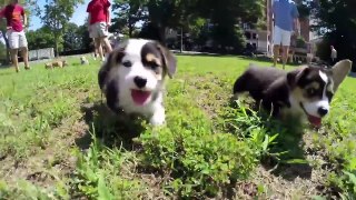 Chó Corgi đáng yêu nổi loạn