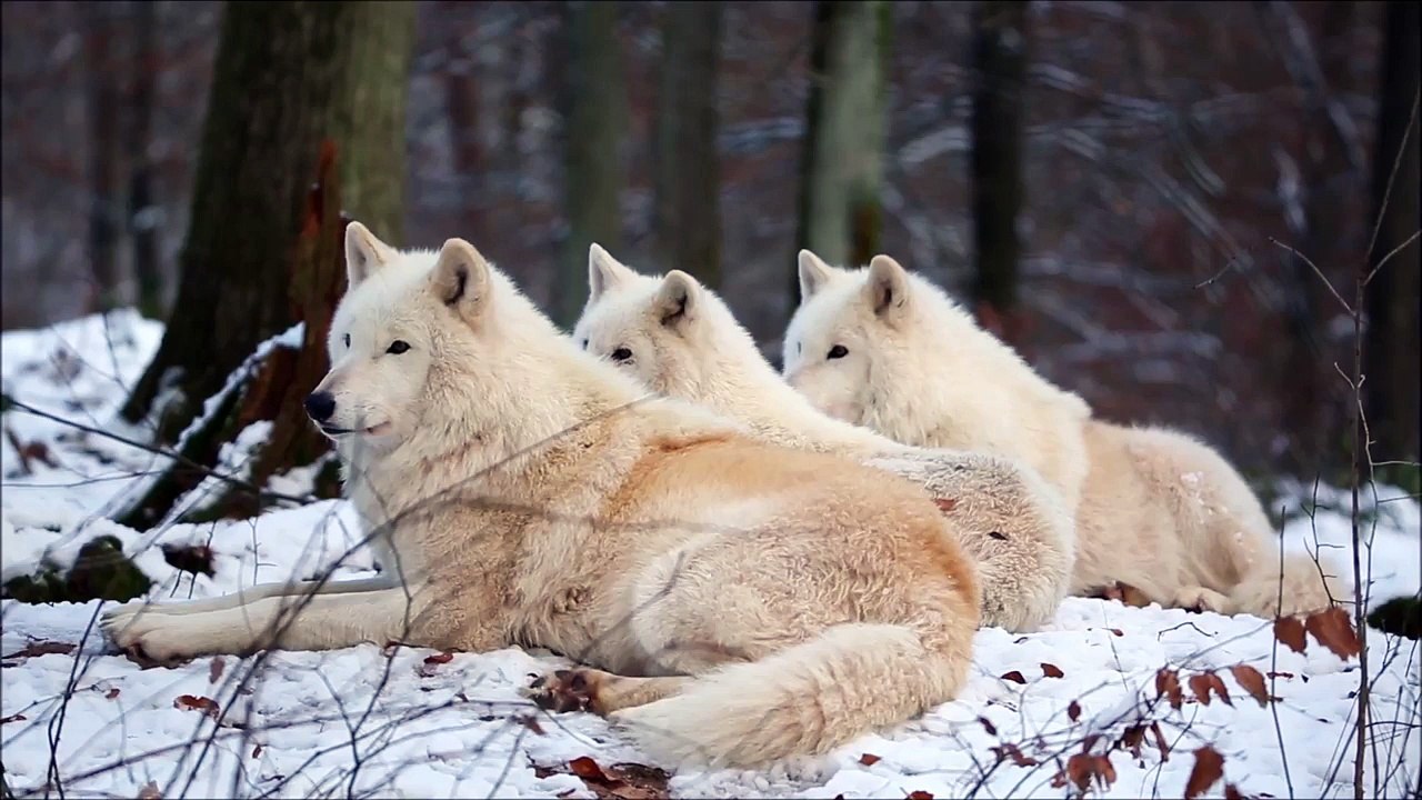 Amazing Arctic Wolfpack Howls