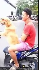 dog rides bike on road