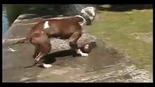 the most stupid dog ever