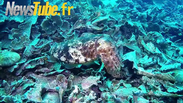 De Mystérieuses créatures de la mer profonde