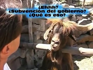 Very funny a man argues with spitting goat