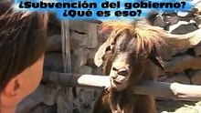 Very funny a man argues with spitting goat