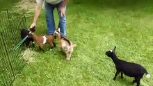 Funny Little Goat Jumping