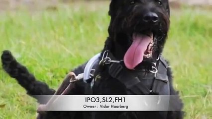 Riesenschnauzer work / Giant Schnauzer / Ризеншнауцер
