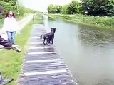 Cao de Agua Português / Portuguese Water Dog / Португальская водяная собака