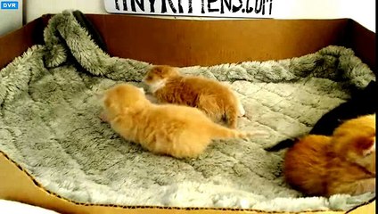 Tiny Kittens Shellys late night visit