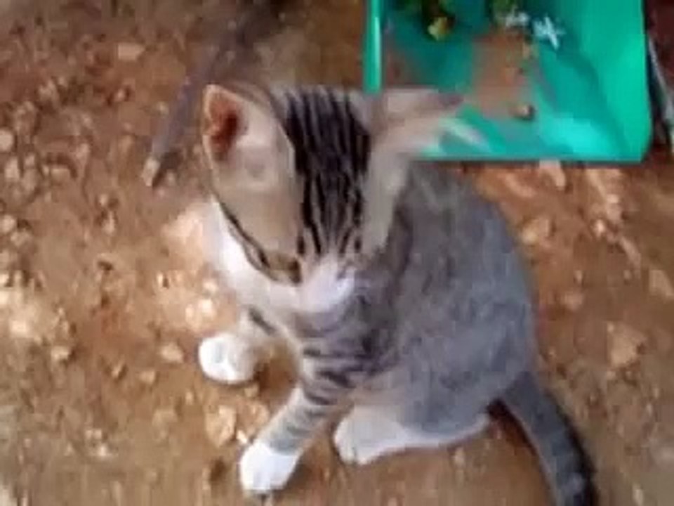 Probably the Funniest Cat Video