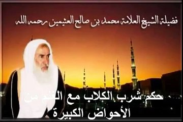 محمد بن عثيمين حكم شرب الكلاب مع الغنم من الأحواض الكبيرة