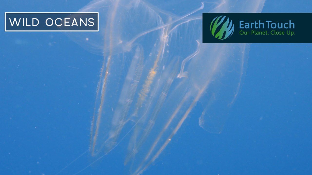 Comb jelly displays hypnotic waves of shimmering colour