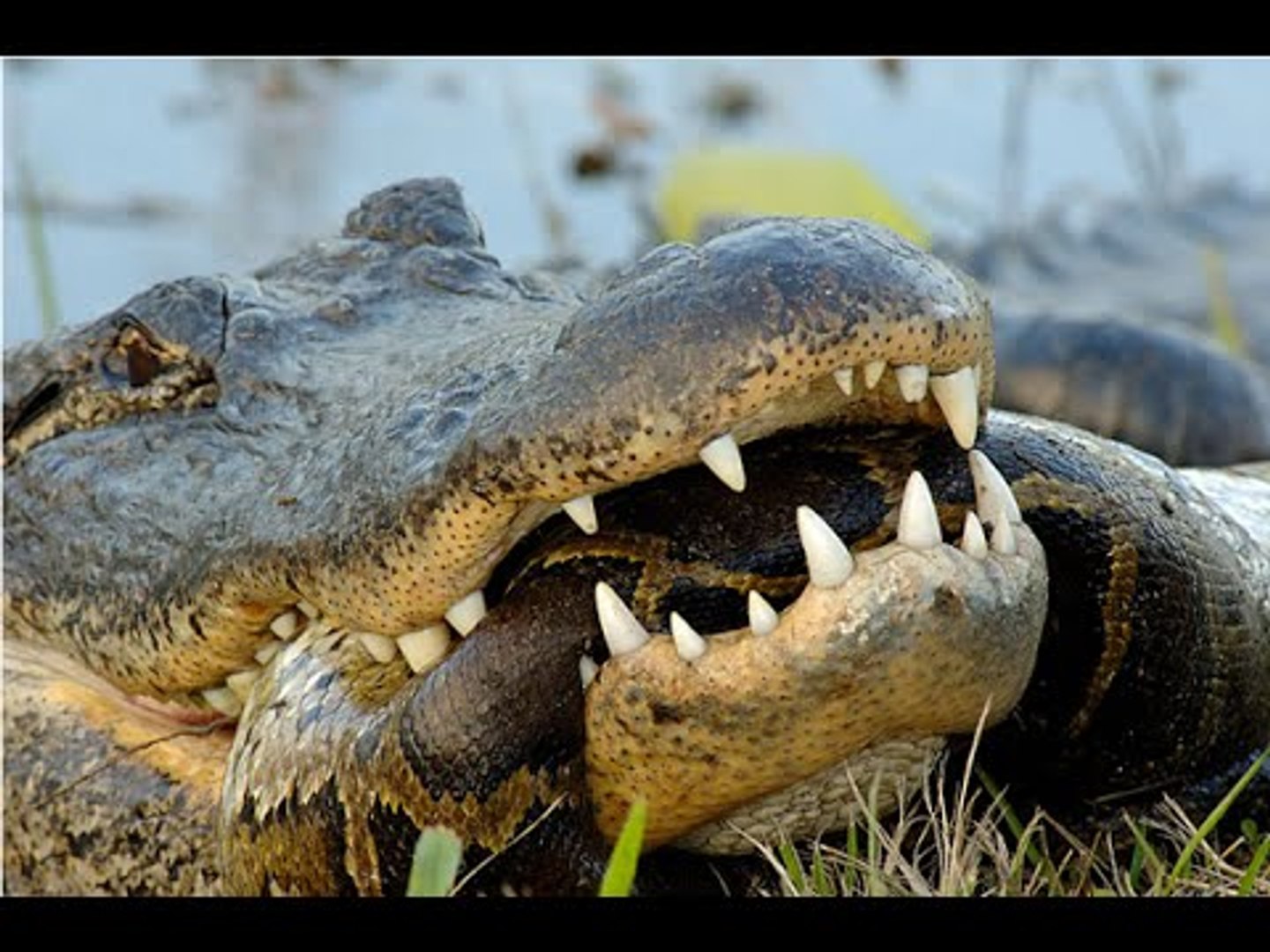 Крокодилы едят змей. Гребнистый крокодил и Анаконда. Анаконда: Нильский крокодил. Гребнистый крокодил и Аллигатор. Анаконда против аллигатора.