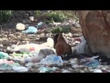 Report TV - Lezhë, situatë e rënduar nga mbeturinat në rrugë
