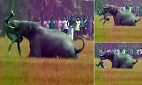 Elephant kills man after rampaging into village and launching brutal attack caught on camera