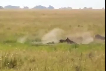 Wild boar attacking a leopard