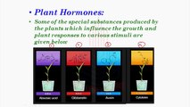 Plants Hormones