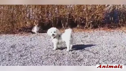 Funny Dog Videos Dailymotion