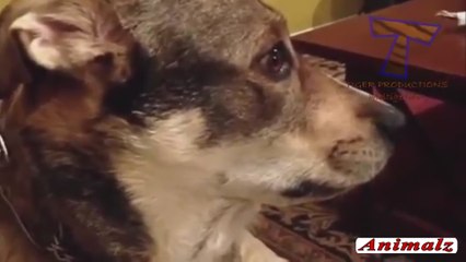 Very Funny Dog Videos