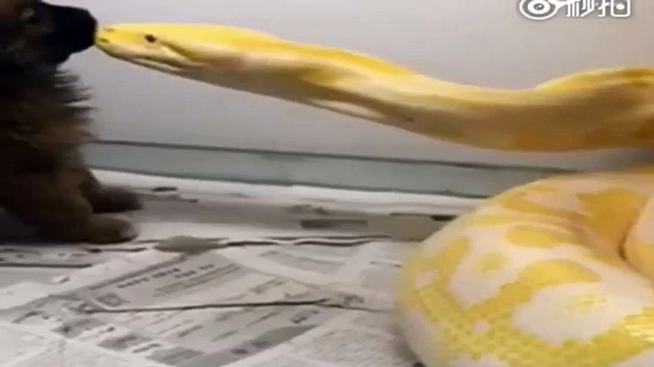 instant Shocking or Python avale un chiot vivant en Chine
