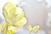 Bruxelles/Brussels/Brüssel: a moment for reflection. The Christmas Rose a symbol for hope!