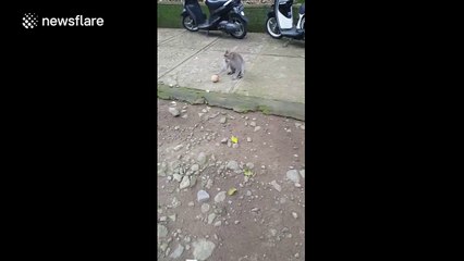 Clever monkey breaks coconut and drinks the contents