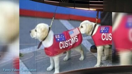 Funny Cats Funny Cat Videos Best Funny Videos 2015 - 480P