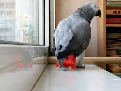 Попугай прикольно поет песню Ани Лорак Расскажи))))