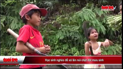 Học sinh nghèo đổ xô lên núi chặt đót mưu sinh
