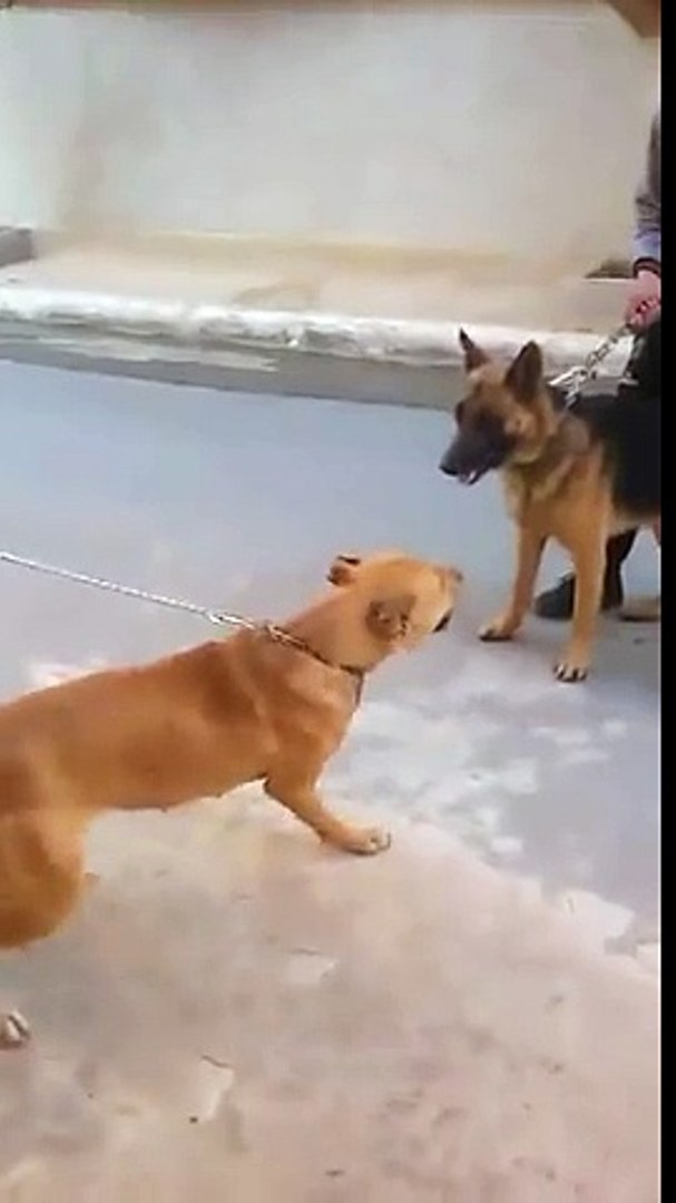 Pitbull Vs Berger Allemand