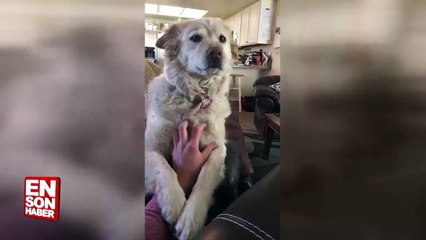 Kendini sevdirmek için çabalayan köpek