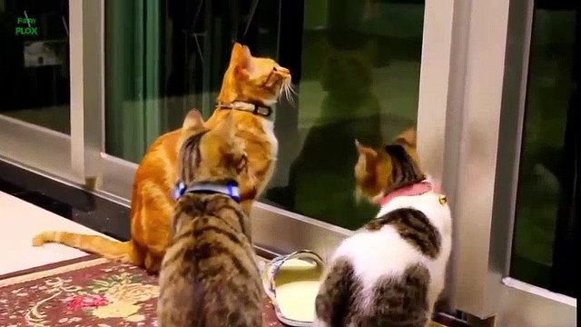 Tom And Jerry Real Life - Cat And Mouse/ Funny videos Cats Falling Tom And Jerry Cartoons