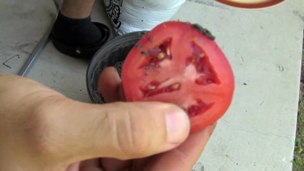 Il dépose 4 tranches de tomate dans un pot de terre! 10 jours plus tard! SURPRISE!